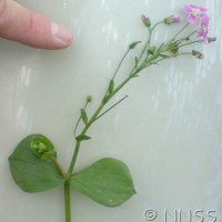 Pink Purslane